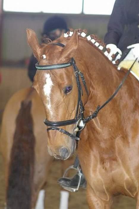Dansk Varmblod Vinette - Mig og min smukke hest til stævne. billede 1