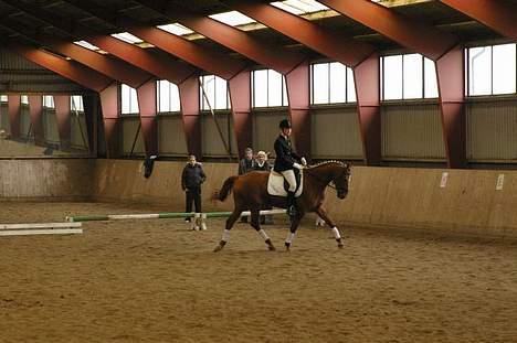 Dansk Varmblod Vinette - Her rider vi så LB1 billede 2