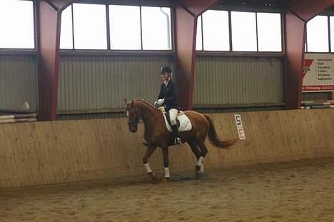 Dansk Varmblod Vinette - Her er vi igang med LA1 billede 3