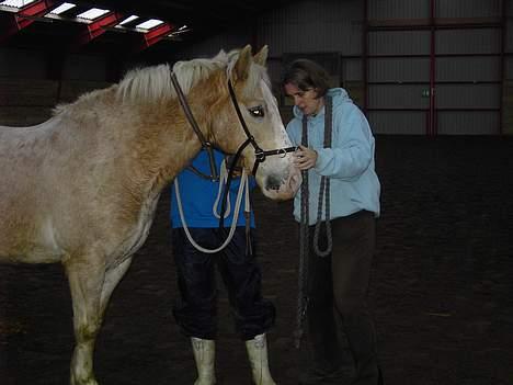 Haflinger Aalekrogens Stafet*SOLGT* - Undervisning i klassisk billede 8