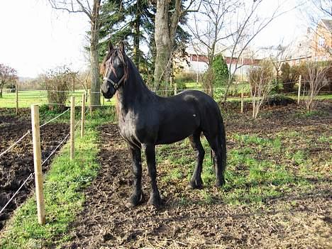 Frieser Minse Fan De Kromme Jelte - Minse billede 3