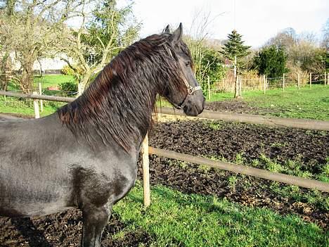 Frieser Minse Fan De Kromme Jelte - Minse billede 4