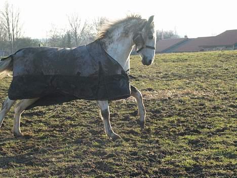 Anden særlig race Ophelia - Charmerende er man os :) billede 9