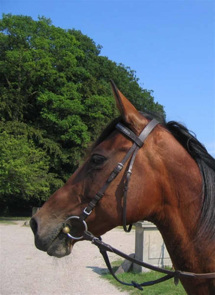 Traver Dorit billede 1