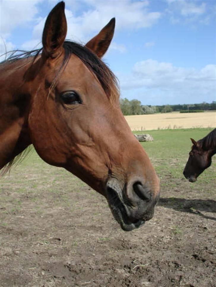 Traver Dorit billede 2