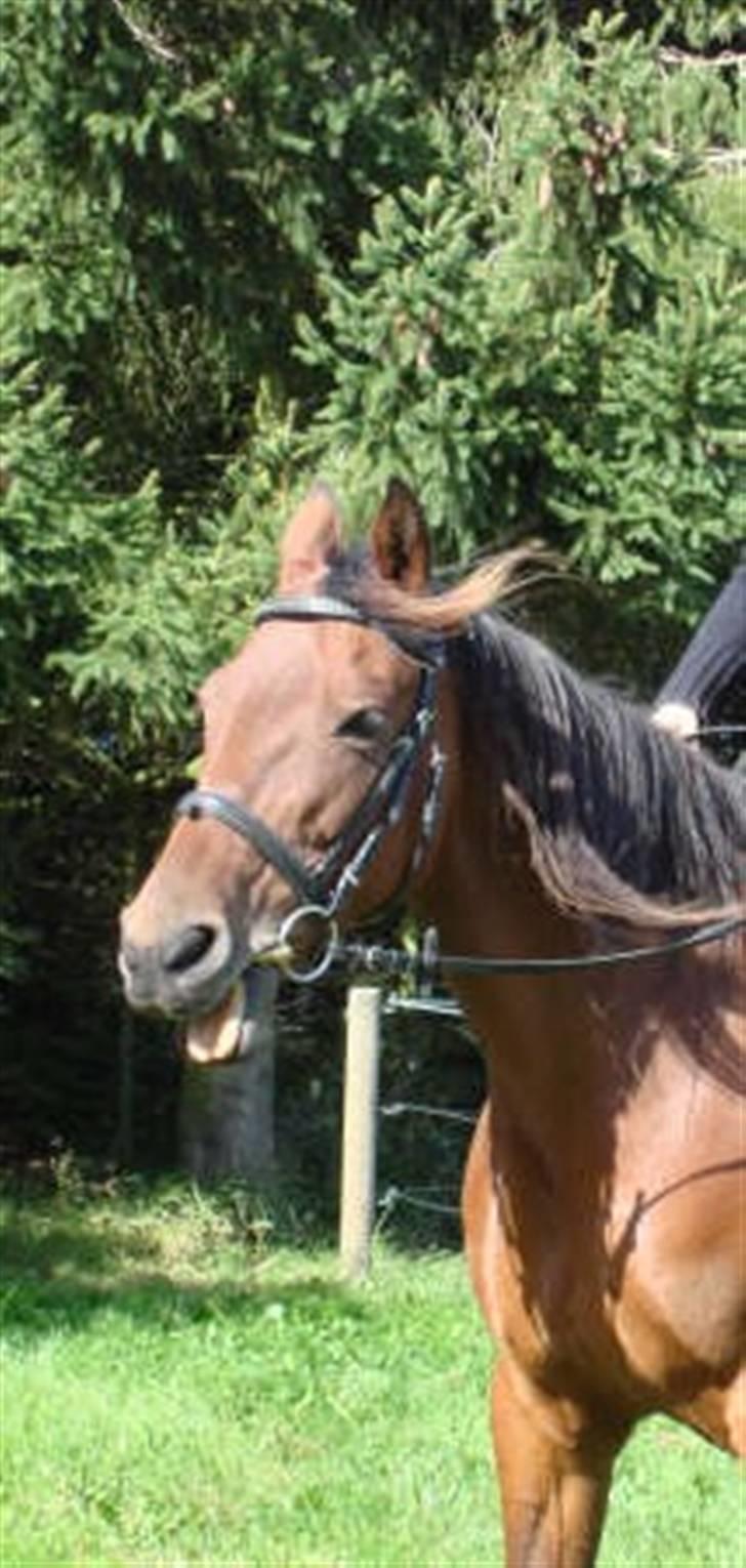 Traver Dorit billede 3