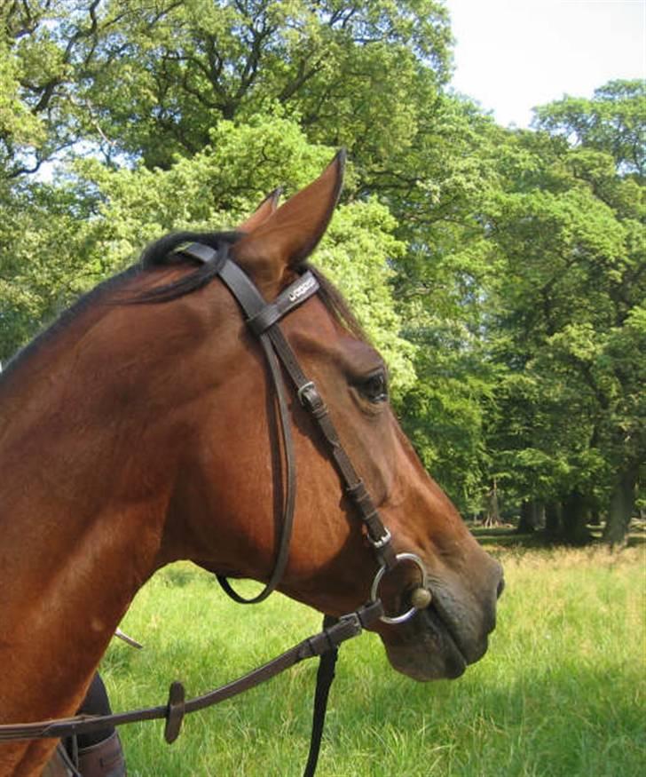 Traver Dorit billede 4