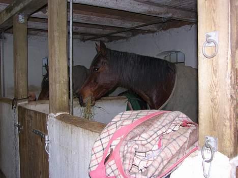 Traver Dorit billede 6