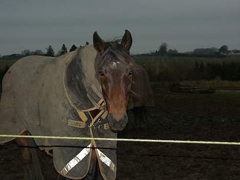 Traver Ulrik Langkjær RIP billede 2