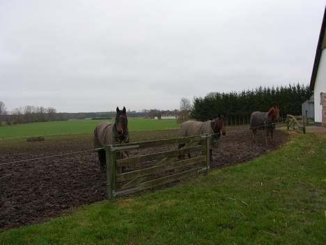 Traver Ulrik Langkjær RIP billede 4