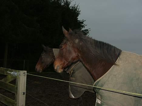 Traver Ulrik Langkjær RIP billede 5