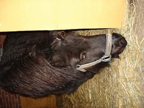 Shetlænder Jolly billede 7