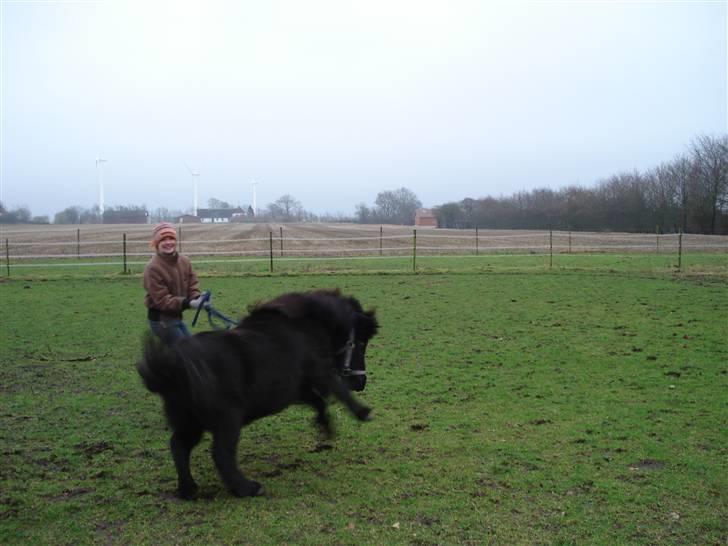 Shetlænder Jolly - en vild jolly og en grim vivi d; billede 8
