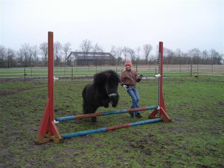 Shetlænder Jolly billede 9