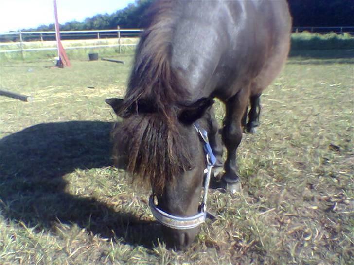 Shetlænder Jolly billede 10