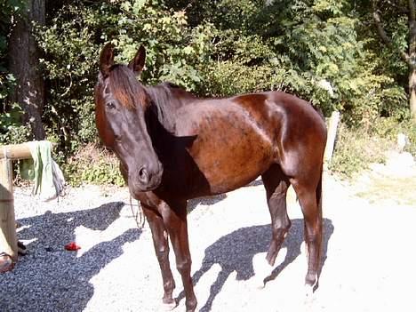 Traver Girl Of Beauty RIP - Smukke Girl billede 1