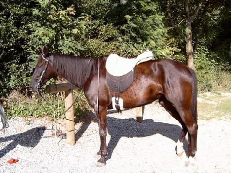 Traver Girl Of Beauty RIP - Står pænt og venter billede 2