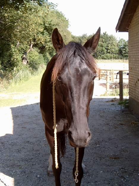 Traver Girl Of Beauty RIP - Smuksakken billede 5