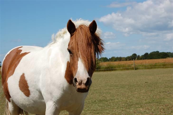 Anden særlig race Indian Sunshine - I <3 U Indian Sunshine billede 1