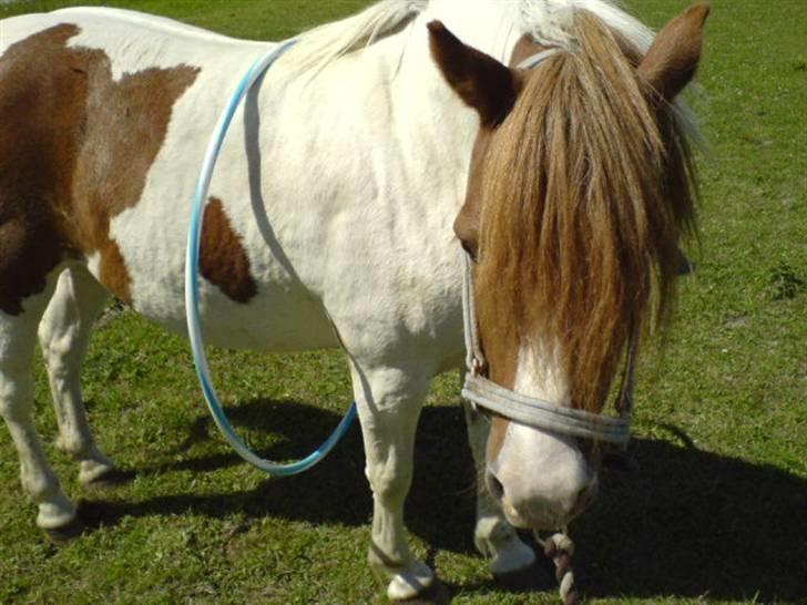 Anden særlig race Indian Sunshine - Hullahopring om maven, intet problem(; billede 2