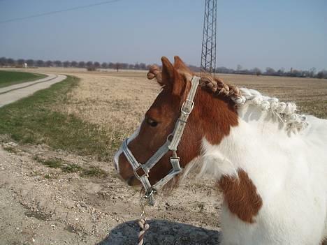Anden særlig race Indian Sunshine - Rosenknopper(; Fotograf: Mig(: billede 3