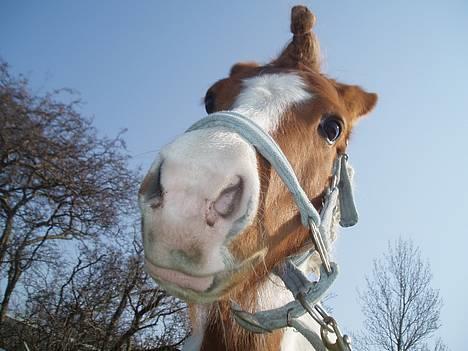 Anden særlig race Indian Sunshine - Min lille enhjørning(; Fotograf: Mig(: billede 4
