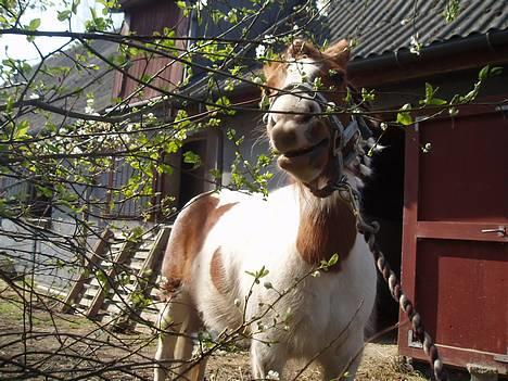 Anden særlig race Indian Sunshine - Den lille tøs(: Fotograf: Mig(: billede 5