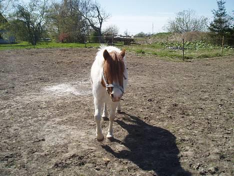 Anden særlig race Indian Sunshine - Sonne<33 billede 6