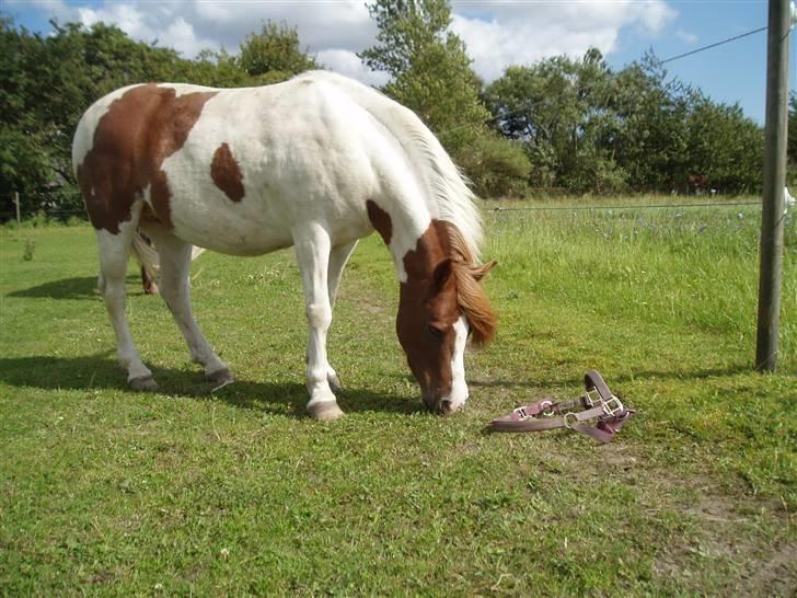 Anden særlig race Indian Sunshine - "Hov, der lå en grime"(: Fotograf: Mig(: billede 7