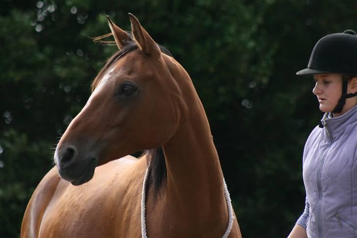 Anden særlig race Yazmin - Velkommen til Yazmins profil..i må meget gerne give hende en bedømmelse, men vær sød at kigge alle billeder og tekst først..  billede 1