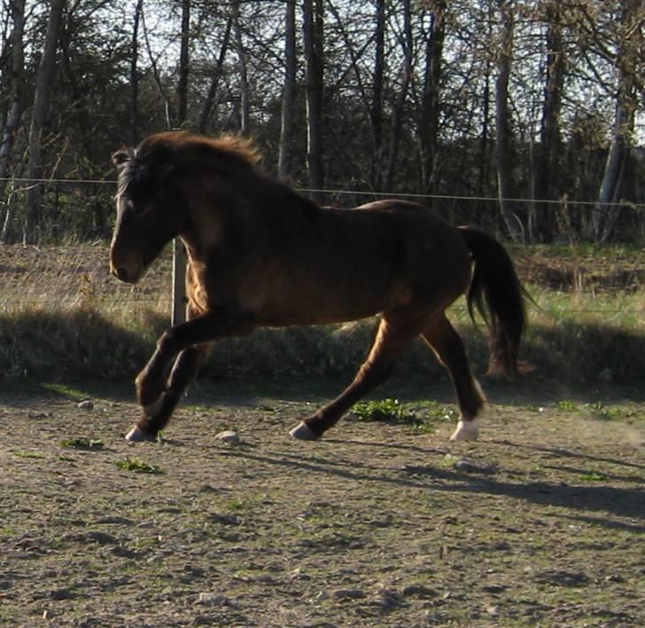 Islænder Leistur fra bakkakoti - Galop på folden. d. 19 april billede 3