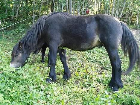 Norsk Døle Lillebror billede 7