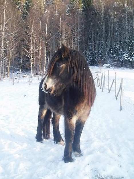 Norsk Døle Lillebror billede 8