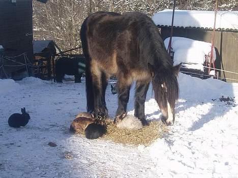 Norsk Døle Lillebror - Gode venner deler på maten billede 10