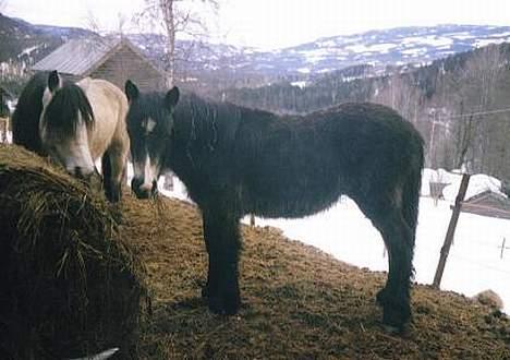 Norsk Døle Lillebror - Lillebror som føll. Dette var rett før jeg kjøpte han billede 11