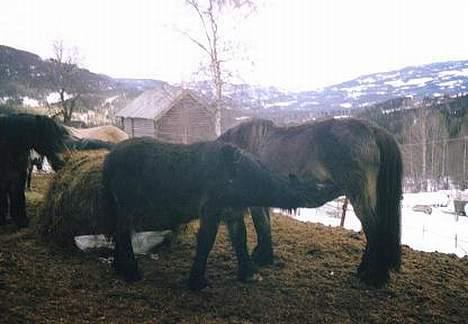 Norsk Døle Lillebror - Lillebror og mamman hans, Vinni billede 12