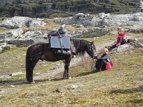 Norsk Døle Lillebror - Lillebror som kløvhest. Liten hvil. Hardangervidda 06 billede 13