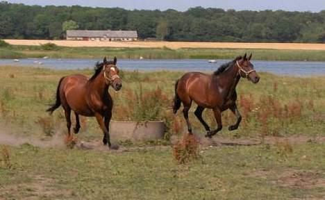 Dansk Varmblod Stenvænge Pola (R.I.P.) - Pola og min venindes hest i fuld galop på Stenvængegården hvor pola er født billede 2