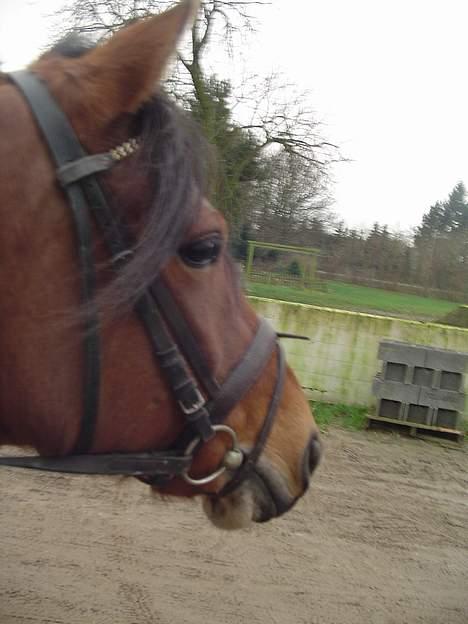 DSP Luna Nizzers - Luna <33 billede 5