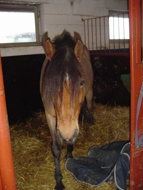 DSP Luna Nizzers billede 6