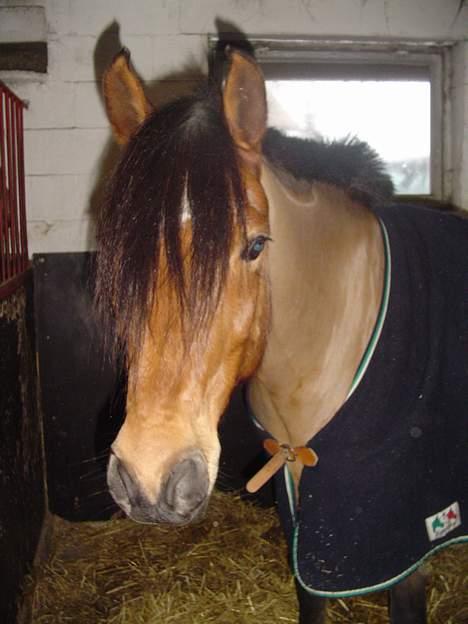 DSP Luna Nizzers billede 7