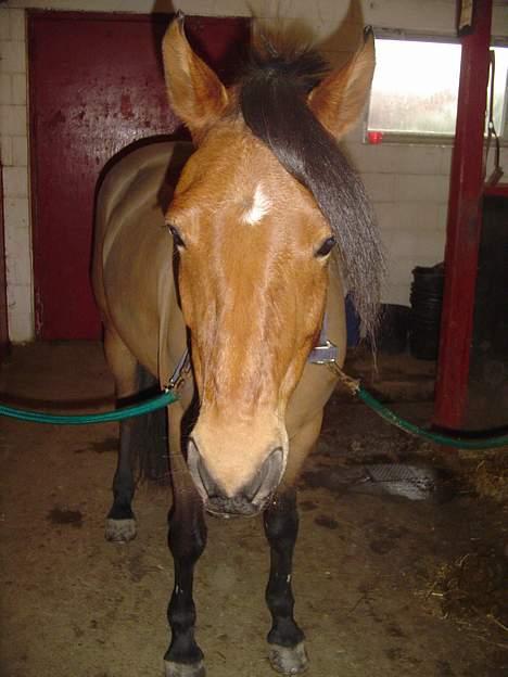 DSP Luna Nizzers billede 8