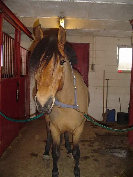 DSP Luna Nizzers billede 10