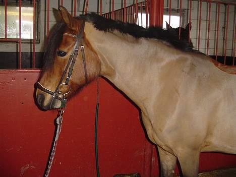 DSP Luna Nizzers billede 11