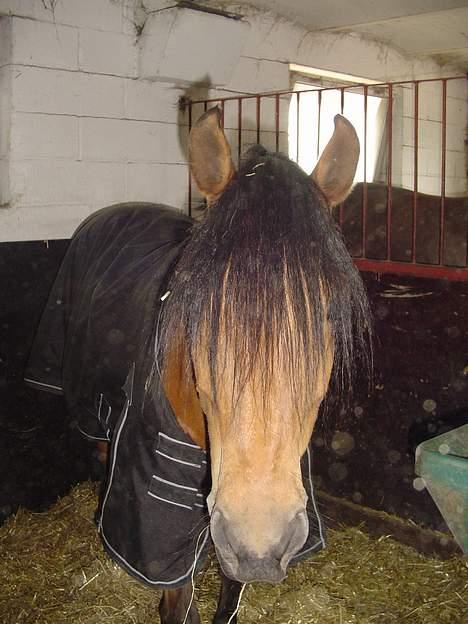 DSP Luna Nizzers billede 12