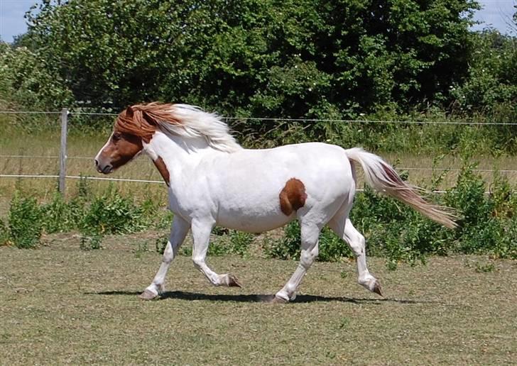 Anden særlig race Indian Sunshine - En dag på folden (; Fotograf: C´M - Kamera: Nikon D40 billede 8