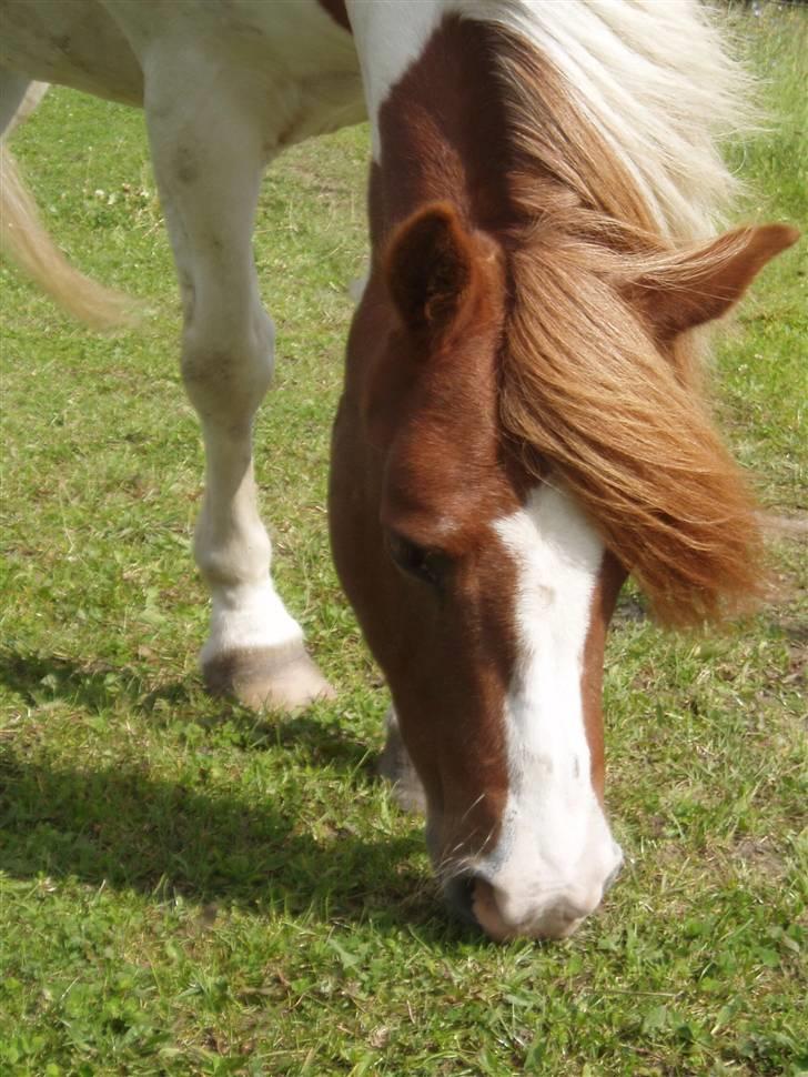 Anden særlig race Indian Sunshine - F*** et smukt hovede du har skath(; billede 9