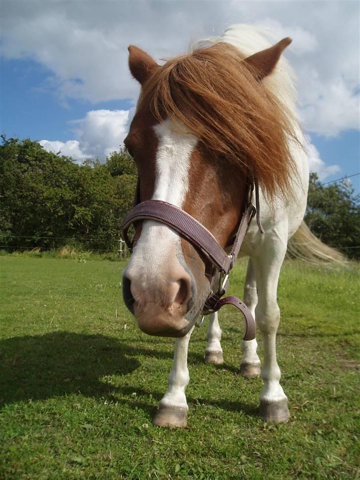Anden særlig race Indian Sunshine - "Hey lækre"(: Fotograf: Mig(: billede 10