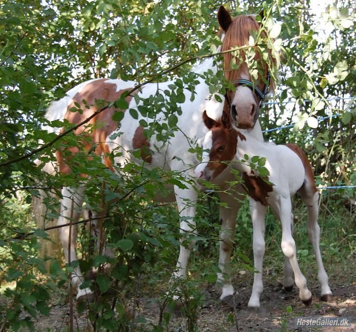 Anden særlig race Indian Sunshine - Sammen med Eddie :b Fotograf: C´M - Kamera: NikonD40 billede 14
