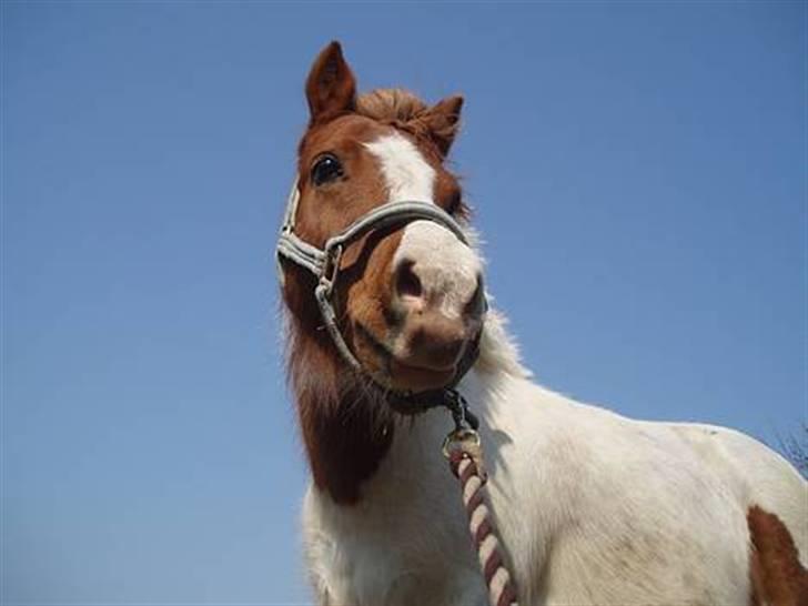 Anden særlig race Indian Sunshine - F*** hvor er du køn pony! Du betyder så meget <3 billede 15